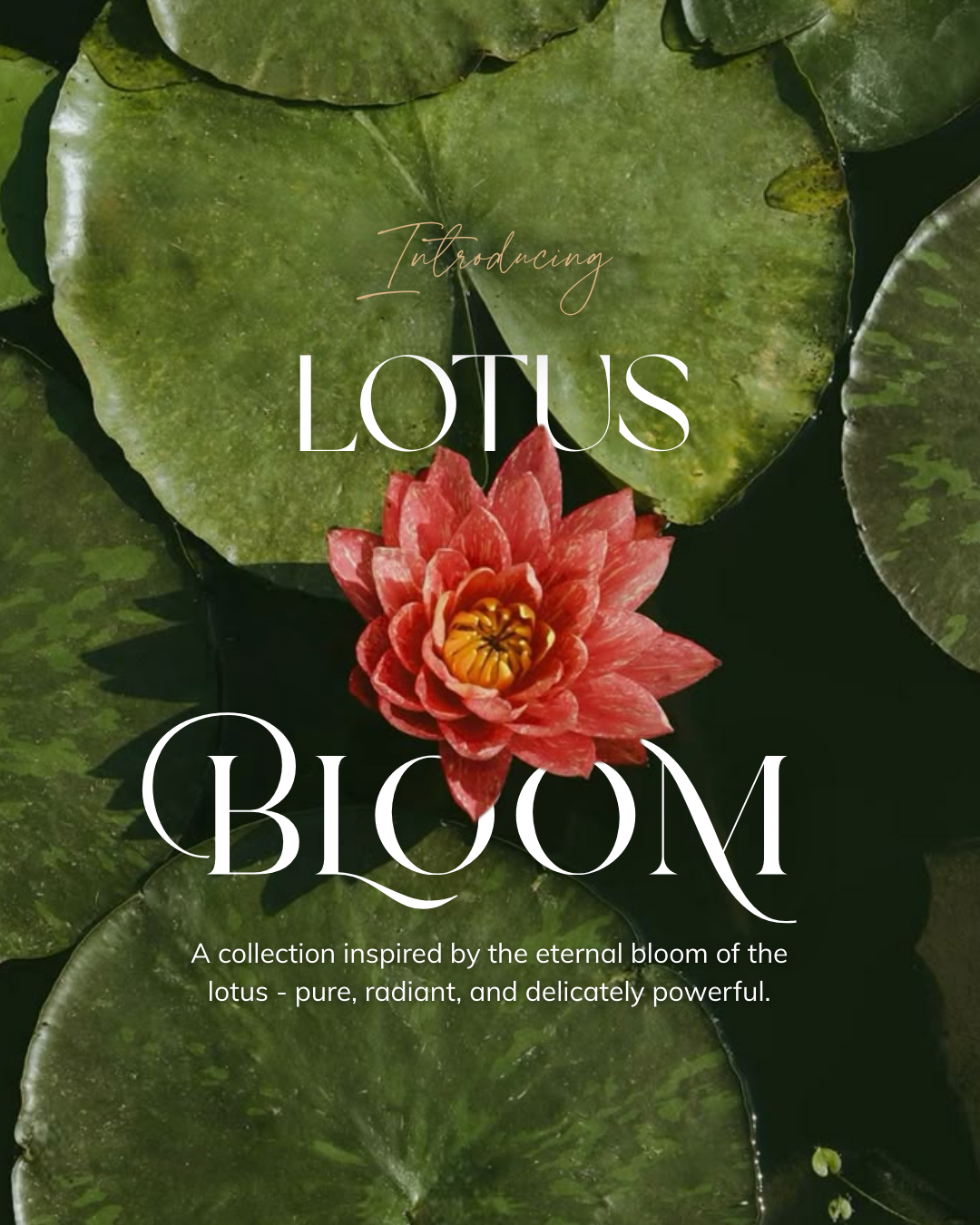 Lotus Bloom Collections